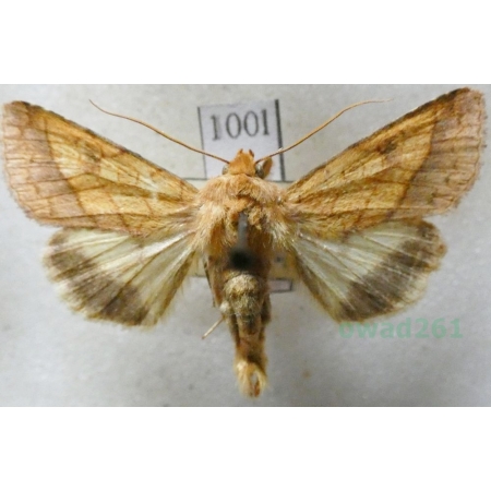 Pyrrhia umbra (Hufnagel, 1766) Ceglica wilżynówka Slovakia100l